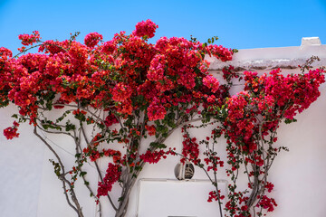 Bougainvillea red flowers plant on whitewashed building wall - obrazy, fototapety, plakaty