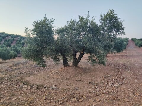 olive trees in a country landscape, an olive grove in the province of Ja&eacute;n, Andalucia (Spain)