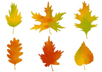 Set of colorful autumn leaves and berries.  Isolated on a white background.