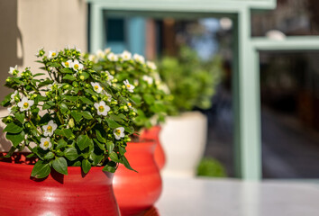 Blooming plants in red color pots, Cyclades islands, Greece