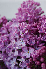 Beautiful tender young spring flowers of lilac. Macro shot of small lilac flowers, spring background.