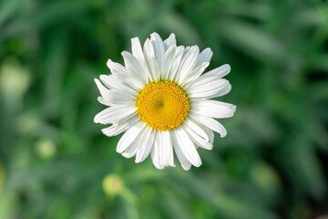 Obraz premium meadow chamomile on a background of green grass close up