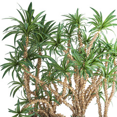 3D illustration of Dracaena in a rusty flowerpot isolated on white background 