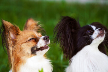   Portrait of The Papillon Dog, the Continental Toy Spaniel.  Pet animals. Purebred dog.  Sunset. Funny, humor. Copy space.