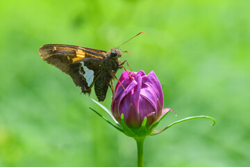 Butterfly sitting on a wildflower bud with a blurred green background