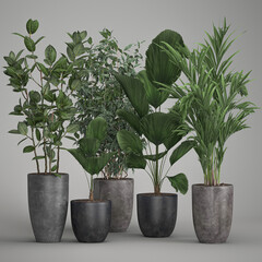 3d illustration exotic plants in a pot 