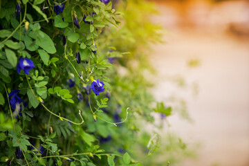 close up blue butterfly pea flower in the garden