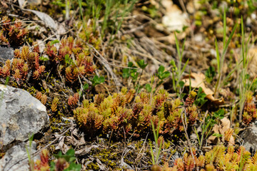 Young plant during a sunny day with stones 