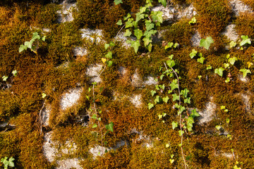 Old natural stone wall covered with green and brown moss and ivy for natural background