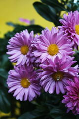 Beautiful aster flower in the garden