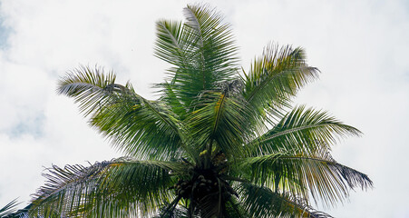 Fototapeta na wymiar Tropical coconut palm tree 