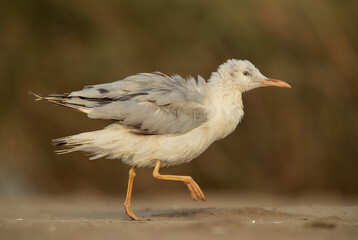 Closeup of a Slender-billed gull at Asker marsh, Bahrain