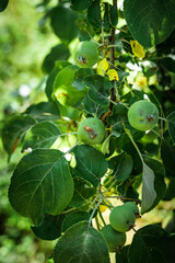 Fototapeta premium Small green unripe apples hanging from an apple tree in abundance