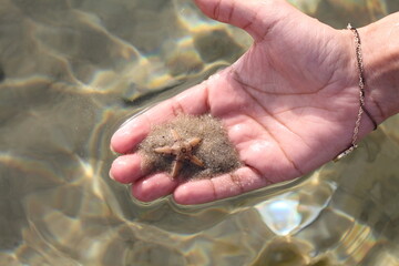 hand holding a urchin