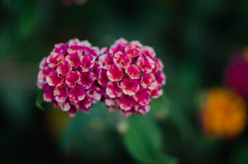 Lantana various color bloom in the garden, green leaf backgroud