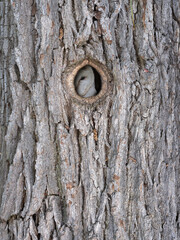 Une loge d'oiseau dans un tronc de chêne en forêt