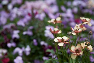 Beautifully blooming ranunculus against a pansy background