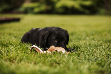 Black labrador puppy in grass cute dog