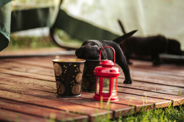 Curious labrador puppy black dog