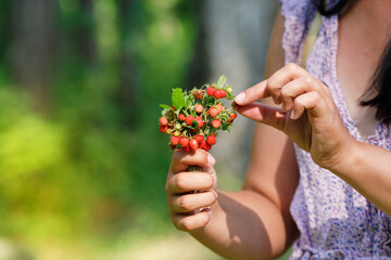 A small cute bouquet of wild strawberries in the hands of a girl