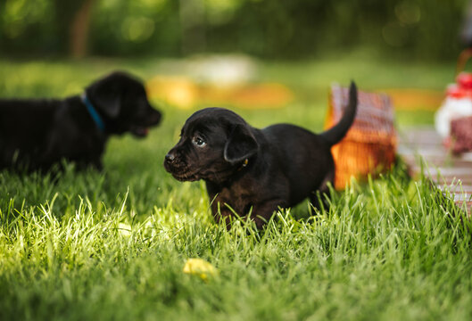 Cute black puppy labrador on the grass