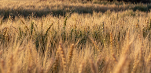 Barley field (Hordeum vulgare) in the summer. Golden spikes of barley  during the sunrise.