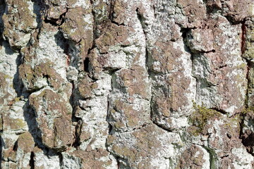 closeup of a mossy bark of an old pine tree