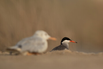 Selective focus on White-cheeked Tern at Asker marsh, Bahrain