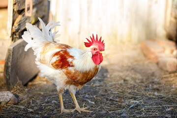 White and orange colour cock in farm yard
