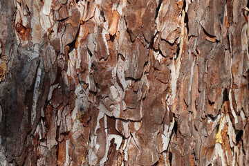 closeup of a bark of an old pine tree