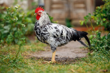 A black and white young rooster stands quietly in a rural yard near to green vegetation