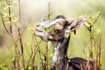Close-up portrait of goat among the branches with spreading fresh green leaves in springtime.