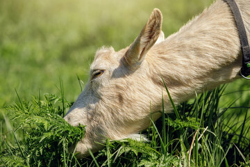 The light brown goat eats fresh green grass