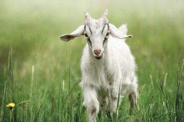 White small goatling outdoors, rural wildlife photo