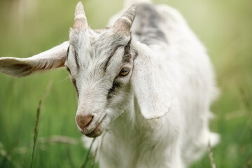 Portrait of a white little goat with horns