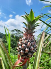 Fototapeta premium piña creciendo