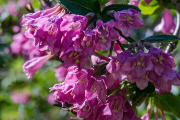 Flourishing branch of lilac flowers. Pink flowers. Blooming bush.