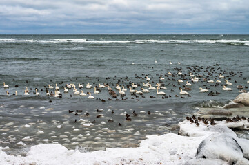 Waterfowl in winter. Birds on the sea in winter. Swans and gulls in the sea in winter.