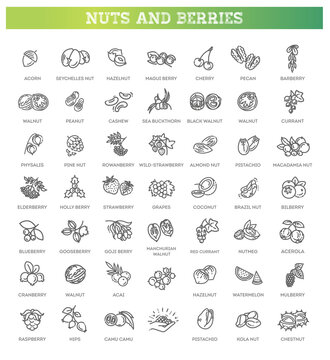 web icons collection - nuts and berries. Vector symbols