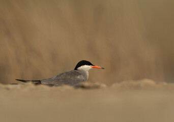 White-cheeked Tern at Asker marsh, Bahrain