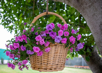 Wicker basket hung from a tree, with a pot of pink flowers, in a country house.