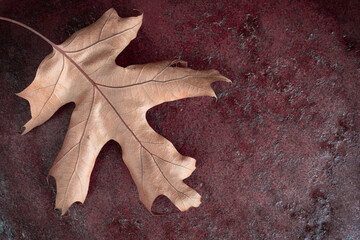 Naklejka na ściany i meble Yellow dry oak Quercus palustris leaf on a dark red background. Autumn concept. Copy space