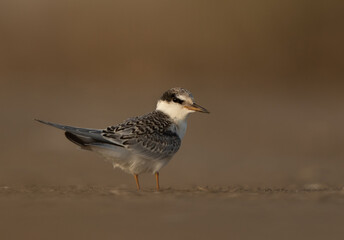 Portrait of a Juvenile Little Tern  at Asker marsh, Bahrain
