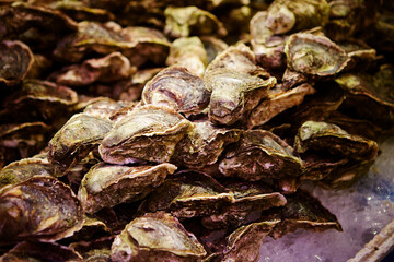 Fresh oysters, traditional seafood market 