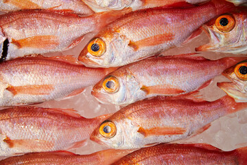 fresh fish at the market