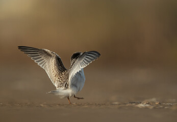 Juvenile Little Tern  at Asker marsh, Bahrain