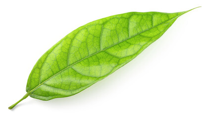 Fototapeta na wymiar single fresh cocoa leaf isolated on white background
