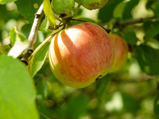 Close Up apple with leaves grows on the tree branch on summer sunny day. Natural fruits are good for eating. it contains a lot of vitamins and microelements. Horizontal image, green nature background