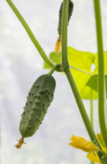 Fresh green cucumber hangs on a branch.