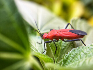 red bug on a leaf
